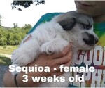 Small Photo #24 Great Pyrenees Puppy For Sale in HILLSVILLE, VA, USA