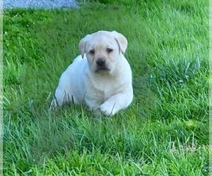 Labrador Retriever Puppy for sale in RICHMOND, KY, USA