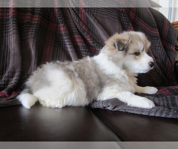 Medium Photo #4 Imo-Inu Puppy For Sale in COLBY, WI, USA