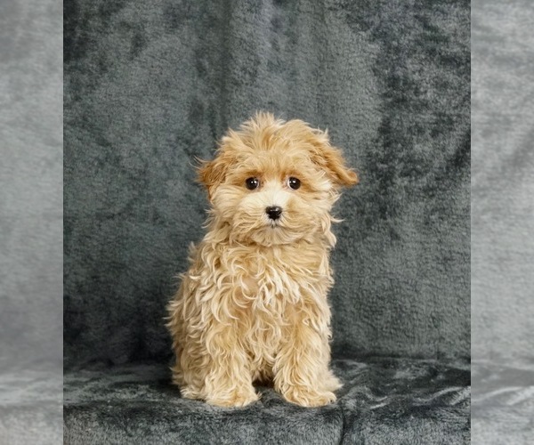 Medium Photo #1 Maltese-Poodle (Toy) Mix Puppy For Sale in WARSAW, IN, USA