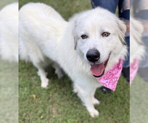 Great Pyrenees-Unknown Mix Dogs for adoption in Warrenton, VA, USA