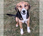 Small #2 Beagle-Brittany Mix