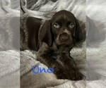 Puppy Uno German Shorthaired Pointer