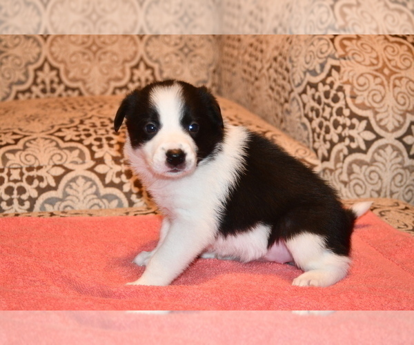 Medium Photo #1 Border Collie Puppy For Sale in LAKE DALLAS, TX, USA