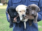 Small Photo #1 Labrador Retriever Puppy For Sale in BLOUNTVILLE, TN, USA