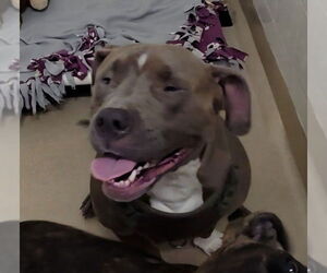 American Pit Bull Terrier Dogs for adoption in Derwood, MD, USA