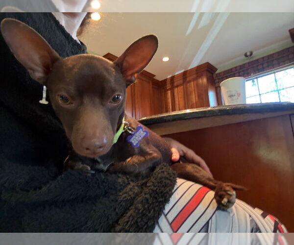 Medium Photo #5 Chihuahua Puppy For Sale in East Derry, NH, USA