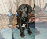 Small Photo #2 Great Dane Puppy For Sale in SMYRNA, GA, USA