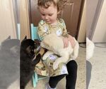 Small Photo #1 Shiba Inu Puppy For Sale in FAIR GROVE, MO, USA