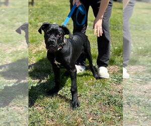 Mutt Dogs for adoption in Candler, NC, USA