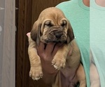 Red F - Female Bloodhound Puppy for Sale - Photo #6