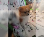 Small Photo #2 Pomeranian Puppy For Sale in GRAND PRAIRIE, TX, USA