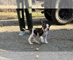Small Photo #10 American Bulldog Puppy For Sale in HUDSON, NY, USA