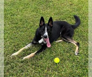 Champ - Male Border Collie-Siberian Husky Mix Dog for Adoption - Photo #2