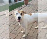Small #1 Spaniel Mix