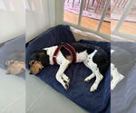 Small #5 Beagle Mix