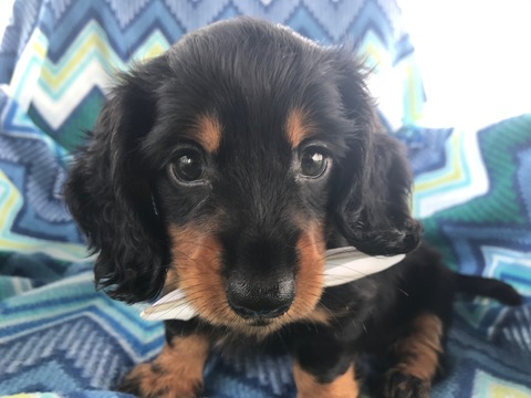 Medium Photo #1 Dachshund Puppy For Sale in QUARRYVILLE, PA, USA