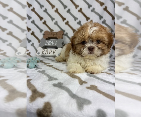 Medium Photo #2 Shih Tzu Puppy For Sale in INDIANAPOLIS, IN, USA