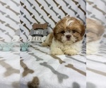 Small #1 Shih Tzu