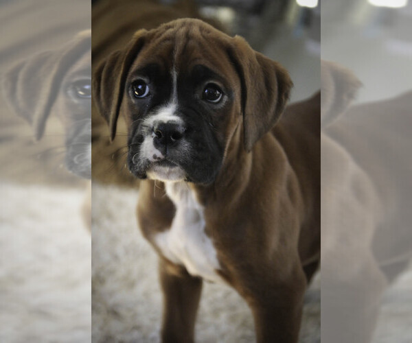 Medium Photo #5 Boxer Puppy For Sale in SHIPSHEWANA, IN, USA