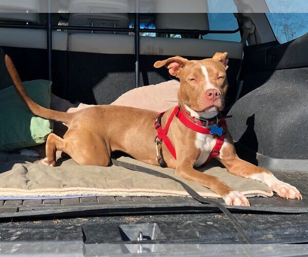 Medium Photo #2 American Pit Bull Terrier Puppy For Sale in Landenberg, PA, USA