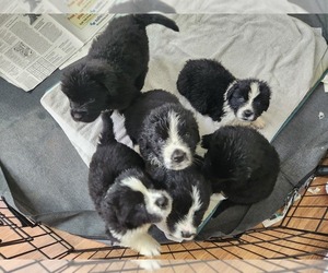 Newfoundland-Saint Bernard Mix Puppy for Sale in NEWMANSTOWN, Pennsylvania USA