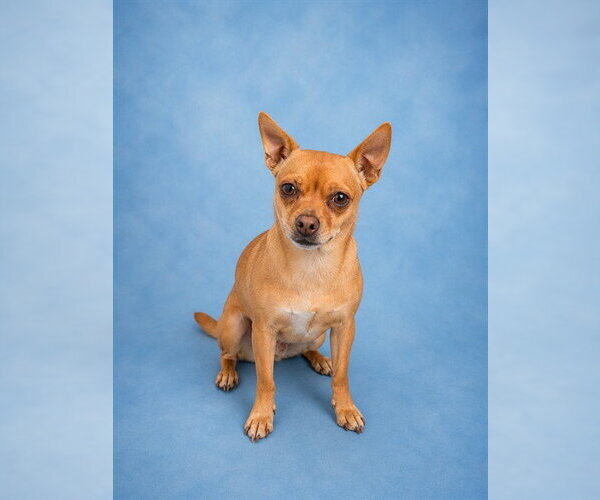 Medium Photo #1 Chihuahua-Unknown Mix Puppy For Sale in Westminster, MD, USA