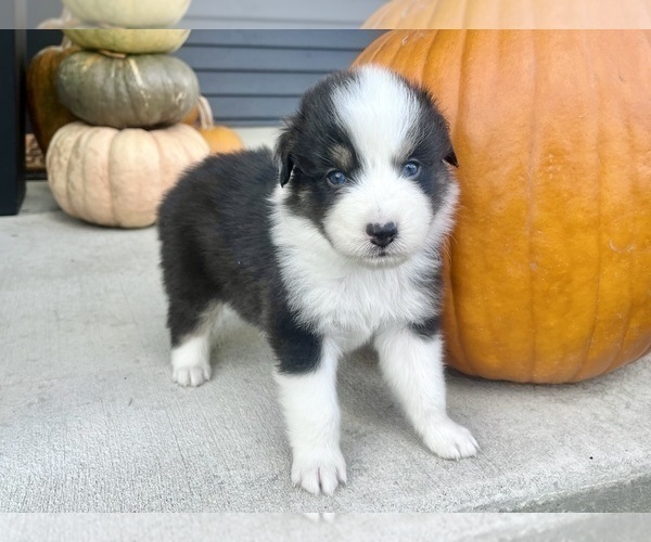 Medium Photo #6 Australian Shepherd Puppy For Sale in LODA, IL, USA
