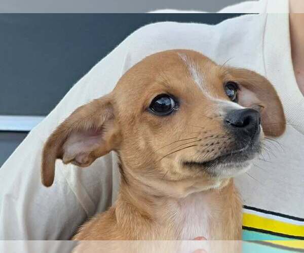 Medium Photo #1 Chihuahua Puppy For Sale in Mukwonago, WI, USA