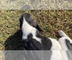 Small Photo #13 Basset Hound Puppy For Sale in LAWRENCEBURG, TN, USA