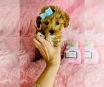 Small #3 Poodle (Toy)