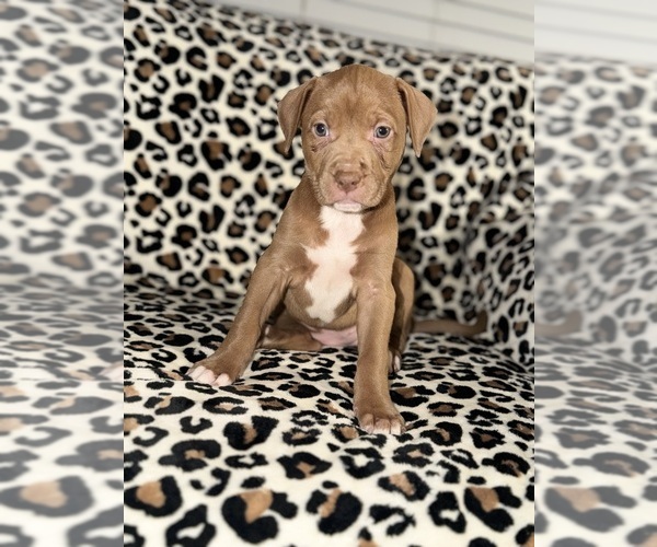 Medium Photo #13 American Pit Bull Terrier Puppy For Sale in DETROIT, MI, USA