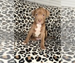 Small #12 American Pit Bull Terrier