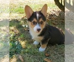 Small #3 Pembroke Welsh Corgi
