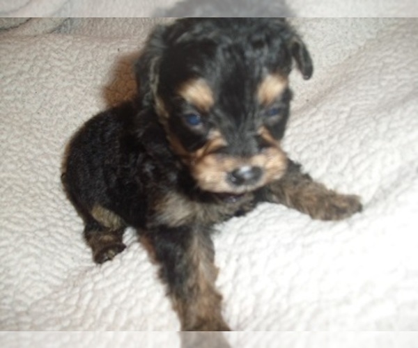 Medium Photo #1 Poodle (Toy)-Yorkshire Terrier Mix Puppy For Sale in JACKSON, MS, USA