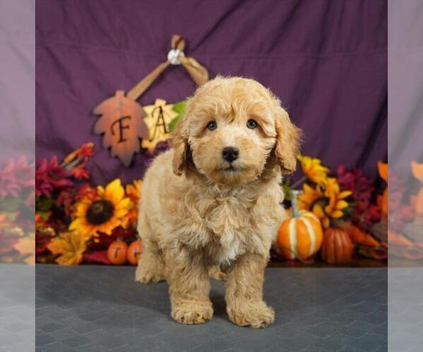 Medium Photo #5 Goldendoodle (Miniature) Puppy For Sale in PEMBROKE PINES, FL, USA