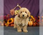 Small Photo #5 Goldendoodle (Miniature) Puppy For Sale in PEMBROKE PINES, FL, USA