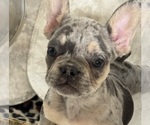 Small #4 French Bulldog
