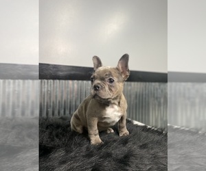 French Bulldog Puppy for Sale in CHILLICOTHE, Ohio USA
