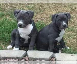 American Bully Puppy for sale in CANTON, IL, USA
