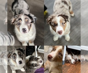 Border-Aussie Puppy for sale in LEAVENWORTH, WA, USA