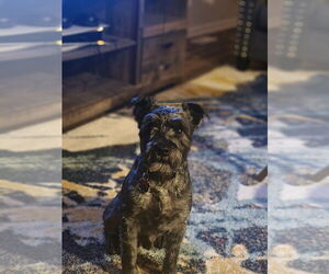 Father of the Schnauzer (Miniature) puppies born on 02/17/2026