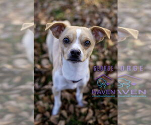 Chihuahua-Unknown Mix Dogs for adoption in Omaha, NE, USA