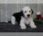Small Photo #4 Sheepadoodle Puppy For Sale in FREDERICKSBG, OH, USA