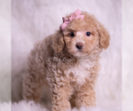 Small Photo #22 Poodle (Toy) Puppy For Sale in WARSAW, IN, USA