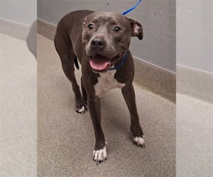 Mutt Dogs for adoption in Las Vegas, NV, USA