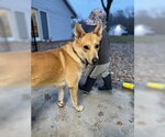 Small #6 Siberian Husky Mix