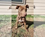 Small Photo #3 Labrador Retriever Puppy For Sale in Rosenberg, TX, USA