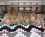 Small Photo #13 Golden Retriever Puppy For Sale in PRYOR, OK, USA