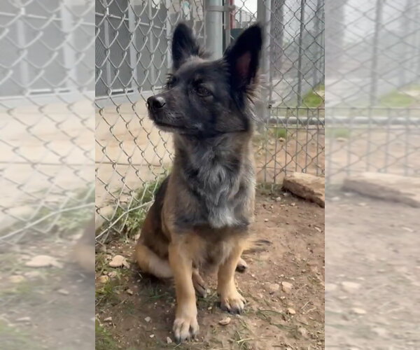 Medium Photo #3 Pomeranian-Unknown Mix Puppy For Sale in Grafton, WI, USA